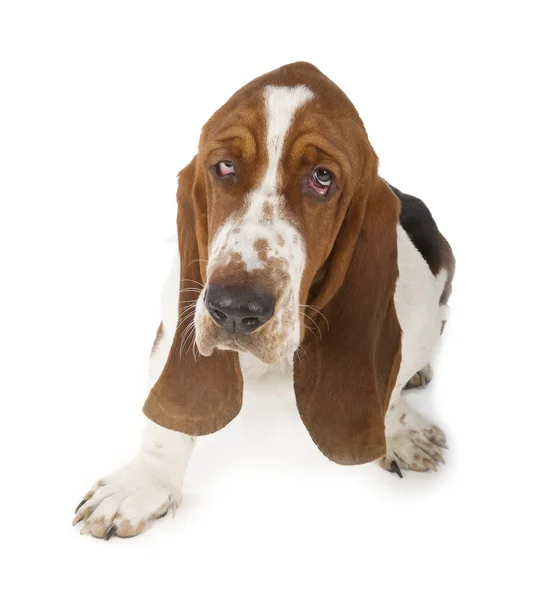 Basset hound — Stok fotoğraf