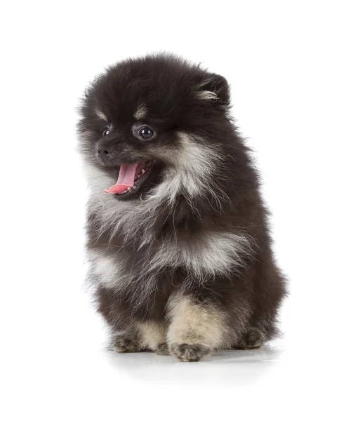 Black Pomeranian puppy — Stock Photo, Image