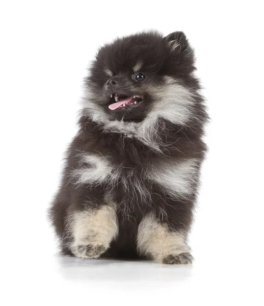 Siyah pomeranian köpek yavrusu — Stok fotoğraf