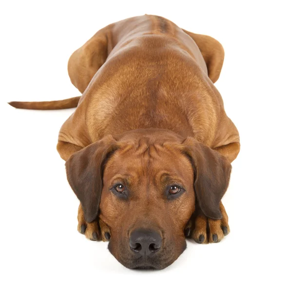 Rhodesian-Ridgeback — Stockfoto