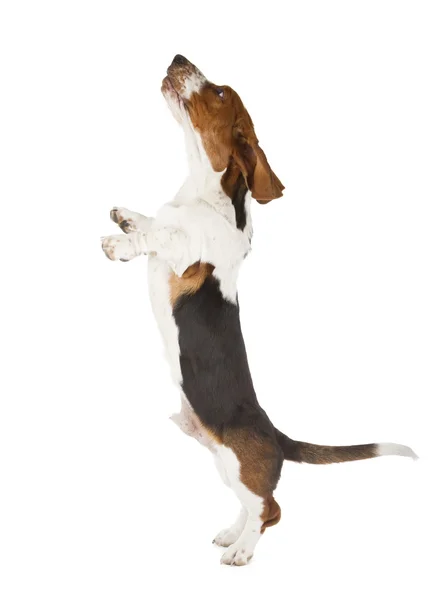 Cachorro basset — Foto de Stock