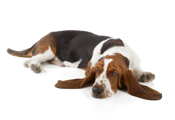 Basset Hound