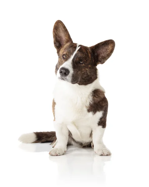 Galês Corgi Cardigan — Fotografia de Stock