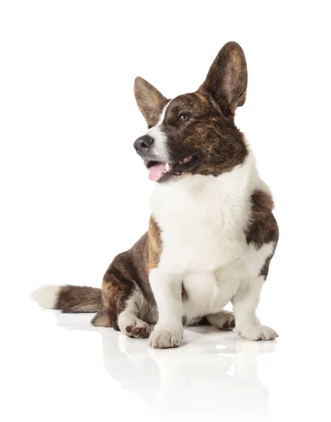 Cardigan Corgi galés — Foto de Stock