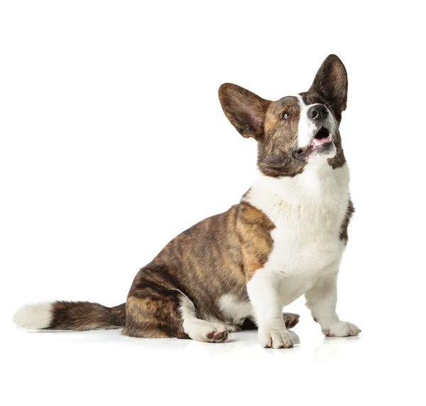 Cardigan Corgi gallese — Foto Stock