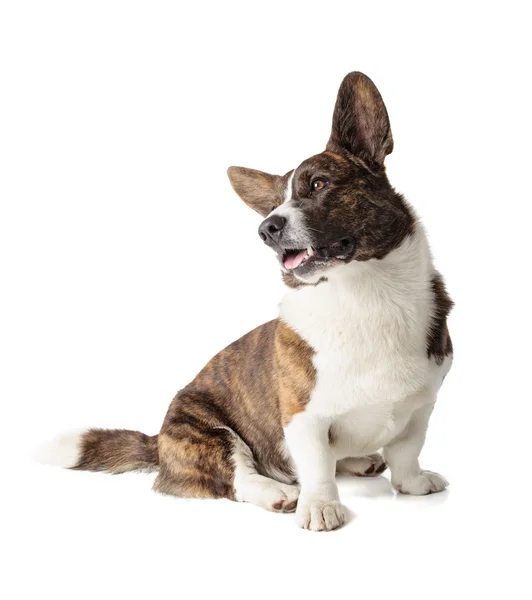 Galce corgi hırka