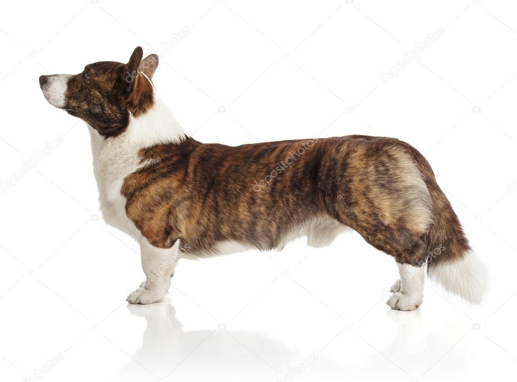 welsh corgi cardigan — photographie artsilense © #30366473