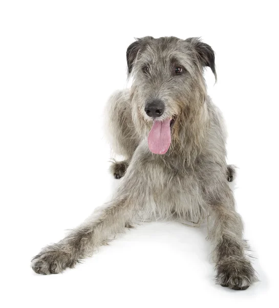 Wolfhound irlandés —  Fotos de Stock