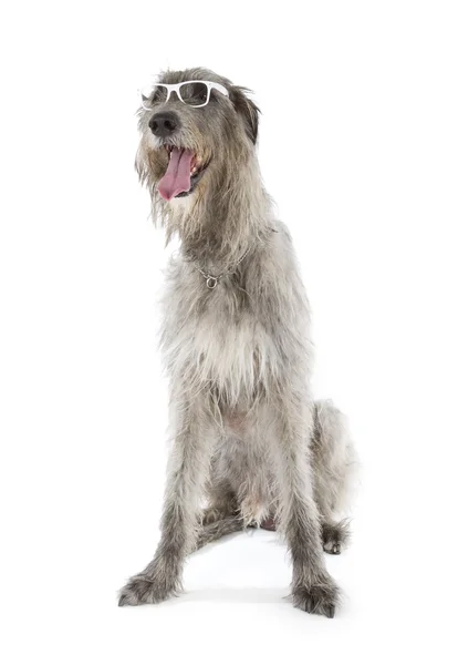 İrlandalı wolfhound — Stok fotoğraf