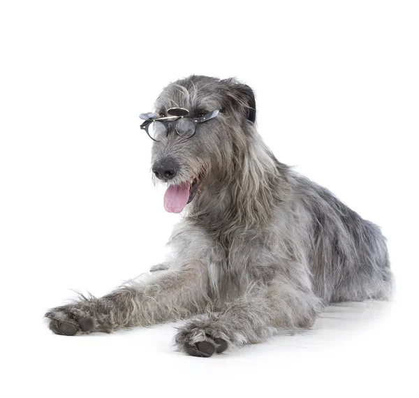 İrlandalı wolfhound — Stok fotoğraf