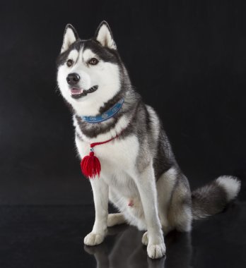 Siberian dış yapraklar