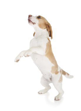 Beagle köpek