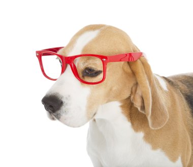 Beagle köpek