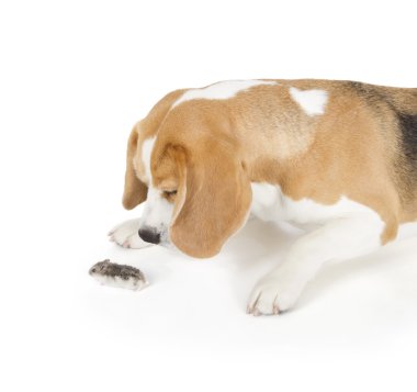 Beagle köpek