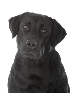 Siyah Labrador Retriever