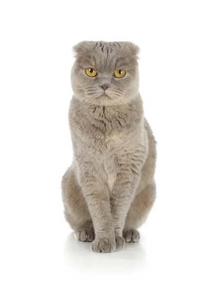 Scottish fold cat — Stock Photo, Image