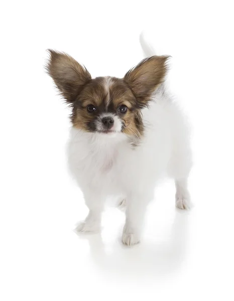 Papillon Filhote de cachorro — Fotografia de Stock