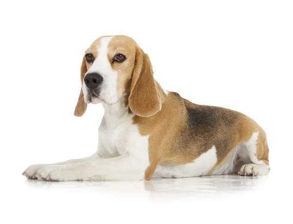 Beagle dog — Stock Photo, Image