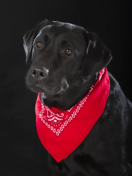 Récupérateur de labrador noir — Photo