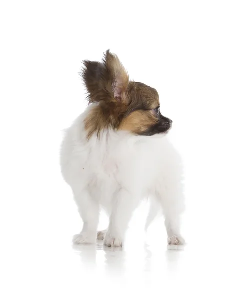 Papillon Filhote de cachorro — Fotografia de Stock