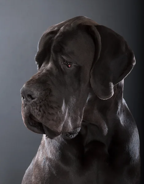 Great Dane — Stockfoto