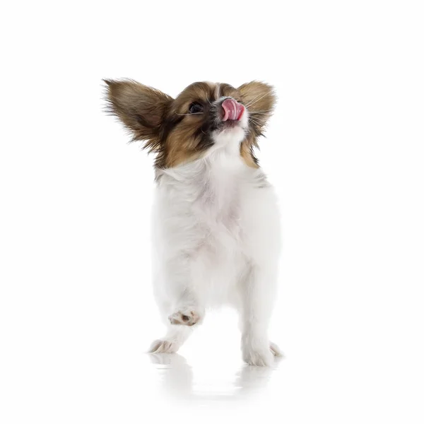 Papillon valp — Stockfoto