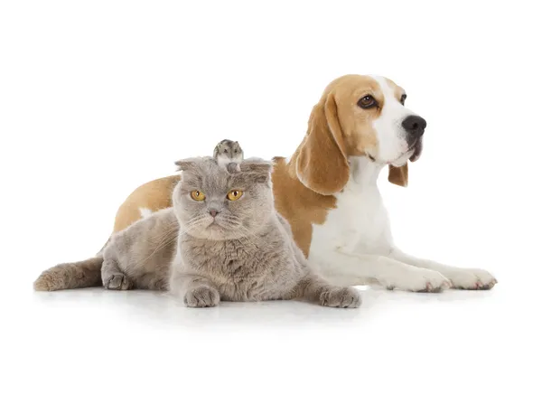 Hund, Katze und Maus — Stockfoto