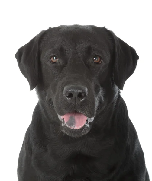 Schwarzer Labrador-Retriever — Stockfoto