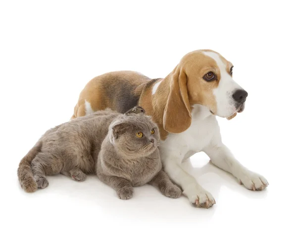 Pies, kot i mysz — Zdjęcie stockowe