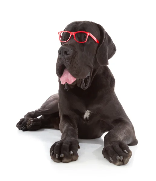 Great dane — Stock Photo, Image