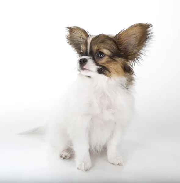 Papillon Filhote de cachorro — Fotografia de Stock