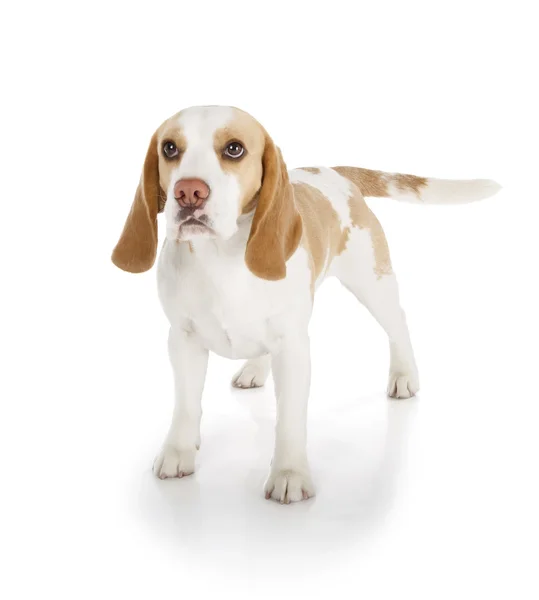 Perro Beagle — Foto de Stock