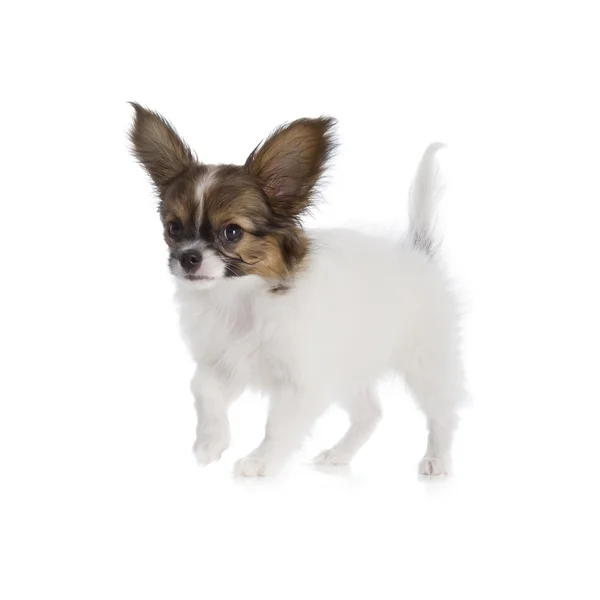 Papillon puppy — Stock Photo, Image