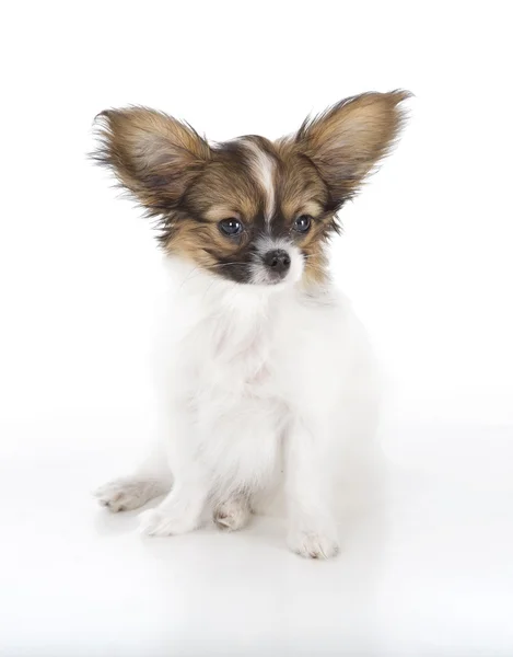 Papillon Filhote de cachorro — Fotografia de Stock