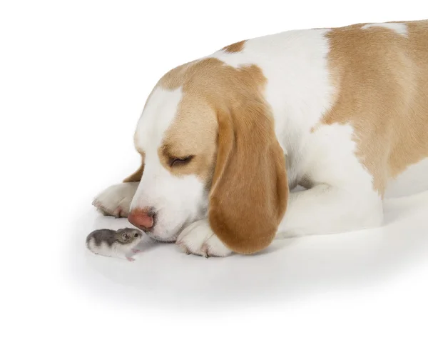 Cão Beagle — Fotografia de Stock