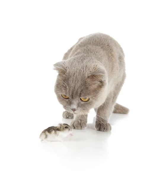 Schottische Faltenkatze Stockbild