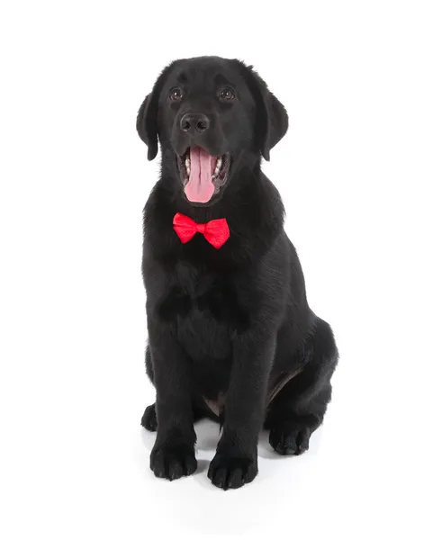 Labrador Retriever Puppy — Stock Photo, Image