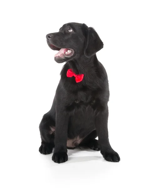 Labrador retriever köpek yavrusu — Stok fotoğraf