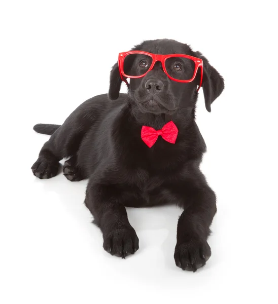 Labrador retriever puppy — Stockfoto