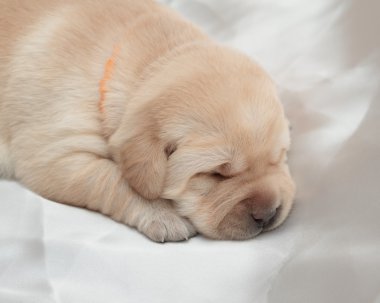 Labrador retriever köpek yavrusu