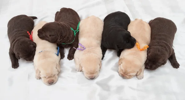 Yedi labrador retriever yavruları — Stok fotoğraf