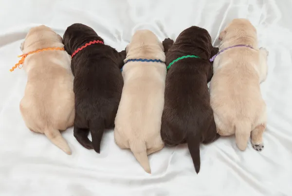 Beş labrador retriever yavruları
