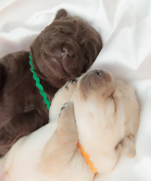 Två labrador retriever valpar — Stockfoto