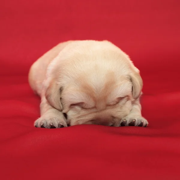 Labrador retriever puppy — Stock Photo, Image