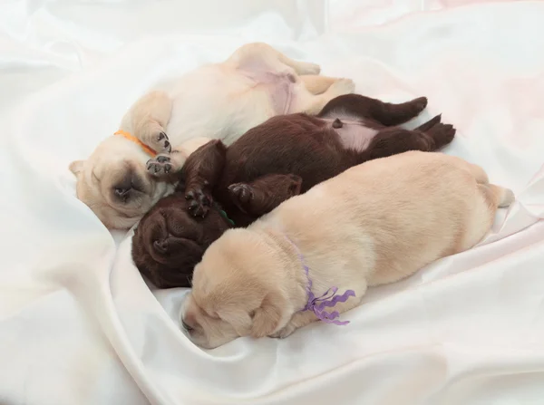 Drie labrador retriever pups — Stockfoto