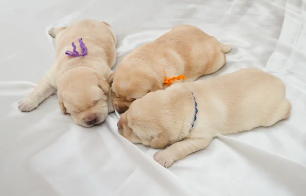 Drie labrador retriever pups — Stockfoto