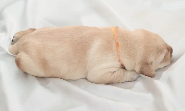 Labradorský retrívr štěně — Stock fotografie