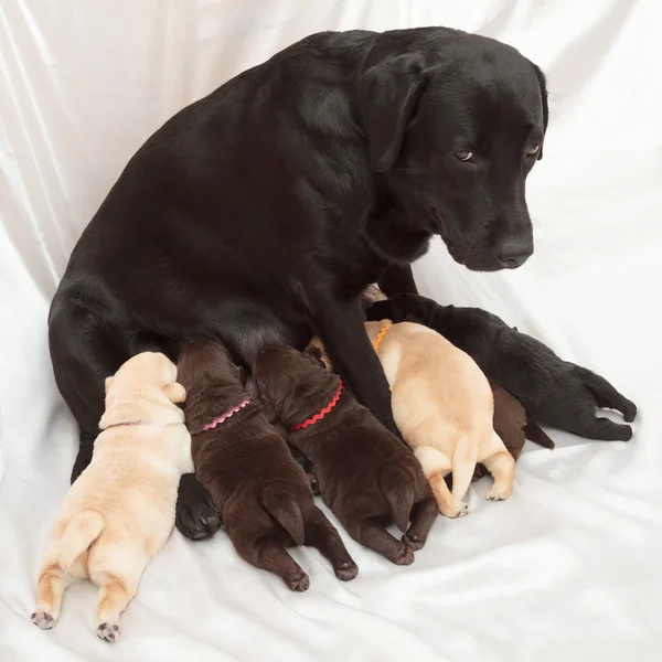 Labrador retriever štěňata a máma — Stock fotografie