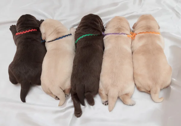 Vijf puppies van de retriever van labrador — Stockfoto