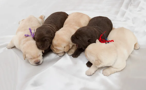 Zeven labrador retriever pups — Stockfoto